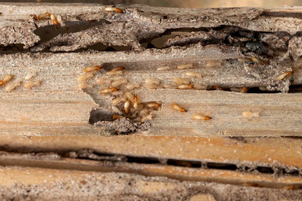 Best Commercial Pest Control Services  in West Babylon, NY